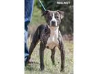 Adopt Walnut a Brindle - with White Pit Bull Terrier / Labrador Retriever /