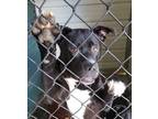 Adopt Joseph a Black - with White Mixed Breed (Large) / Pit Bull Terrier / Mixed