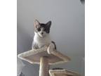 Adopt Joe a Gray, Blue or Silver Tabby Domestic Shorthair (short coat) cat in