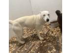 Adopt Ivory a White - with Tan, Yellow or Fawn Husky / Mixed dog in Eufaula