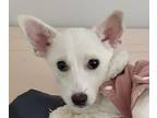 Adopt Bambi a White Jindo / Spitz (Unknown Type, Small) / Mixed dog in Los