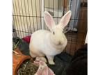 Adopt Kirby a White New Zealand / New Zealand / Mixed (short coat) rabbit in