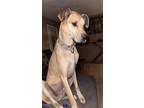 Adopt Walter a Tan/Yellow/Fawn - with Black Great Dane / Mixed dog in Willcox