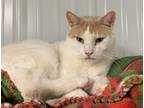 Adopt Augustus a White (Mostly) Domestic Shorthair (short coat) cat in