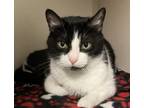 Adopt Boots a Black & White or Tuxedo Domestic Shorthair (short coat) cat in