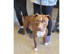 Adopt Solitaire a Red/Golden/Orange/Chestnut Pit Bull Terrier / Mixed dog in