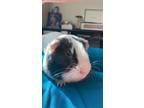 Adopt Bandit a Black Guinea Pig (short coat) small animal in Los Angeles