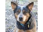 Adopt MAVERICK a Black Australian Cattle Dog / Mixed dog in Pt.