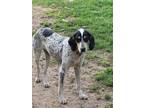 Adopt Sadie a White - with Black Hound (Unknown Type) / Mixed dog in Quincy