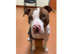 Adopt Dozer a Brown/Chocolate - with White Pit Bull Terrier / Mixed dog in