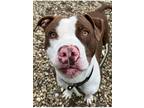 Adopt Dozer a Brown/Chocolate - with White Pit Bull Terrier / Mixed dog in