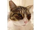 Adopt Jonah a Brown Tabby Domestic Shorthair (short coat) cat in Tiburon
