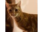 Adopt Waldo a Orange or Red American Shorthair / Mixed cat in Winchester