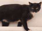 Adopt CHAP a Black & White or Tuxedo Domestic Shorthair (short coat) cat in