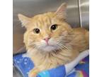 Adopt Chubbs a Orange or Red Domestic Longhair / Mixed cat in Rochester