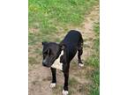 Adopt Magnolia a Black - with White Mixed Breed (Medium) / Mixed dog in Quincy