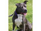 Adopt Joji a Black American Pit Bull Terrier / Pit Bull Terrier / Mixed dog in