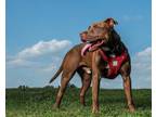 Adopt Kip a Brown/Chocolate American Pit Bull Terrier / Mixed dog in Clinton