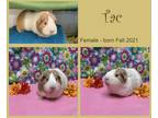 Adopt Tac a White Guinea Pig (short coat) small animal in Gatineau