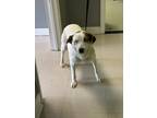 Adopt Martina a White Mixed Breed (Medium) dog in Whiteville, NC (37645573)