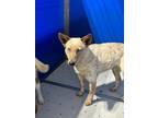 Adopt Reba a Red/Golden/Orange/Chestnut Australian Cattle Dog dog in Whiteville