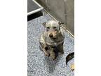 Adopt Molly a Gray/Blue/Silver/Salt & Pepper Australian Cattle Dog dog in