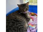 Adopt Lottie a Gray, Blue or Silver Tabby Domestic Shorthair (short coat) cat in