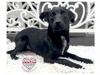Adopt Julio a Black - with White Schipperke / Mixed dog in Inglewood