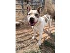 Adopt Bearcat a White - with Gray or Silver American Pit Bull Terrier / Pit Bull