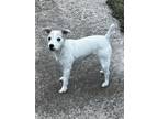 Adopt Millie in Oklahoma City a White - with Tan, Yellow or Fawn Jack Russell