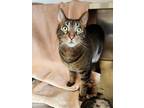 Adopt Bobbert Nubz a Brown or Chocolate Manx / Domestic Shorthair / Mixed cat in