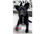 Adopt Fabian a Black - with White Schipperke / Mixed dog in Inglewood