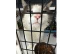 Adopt Nathan a Gray or Blue (Mostly) Domestic Shorthair (short coat) cat in