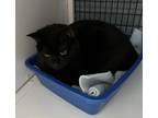 Adopt Lizzie a Black (Mostly) Domestic Shorthair (short coat) cat in