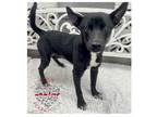 Adopt Rafael a Black Schipperke / Mixed dog in Inglewood, CA (37647077)