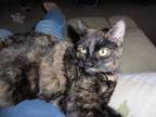 Adopt Gracie a Tortoiseshell Calico (short coat) cat in Delta, CO (37645803)