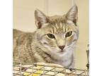 Adopt Shiloh a Gray or Blue Domestic Shorthair / Domestic Shorthair / Mixed cat