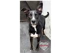 Adopt Pearce-Juno a Black - with White Pit Bull Terrier / Mixed dog in