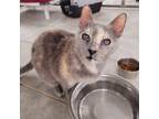 Adopt Cherry a Gray or Blue Domestic Shorthair / Mixed cat in East Smithfield