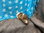 Adopt JJ a Guinea Pig small animal in Elizabethtown, KY (37727757)