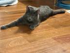 Adopt Jonas a Gray or Blue Domestic Shorthair / Domestic Shorthair / Mixed cat