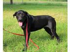 Adopt Nomad a Black Labrador Retriever / Mixed dog in Sheridan, TX (35150837)