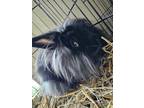 Adopt Elvis Rabbit #15 a Black Rex / Rex / Mixed rabbit in South Abington