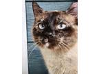 Adopt Leah a Tortoiseshell Siamese (short coat) cat in Summerfield