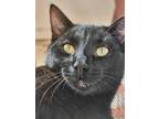 Adopt Timothy a All Black Domestic Shorthair (short coat) cat in Summerfield