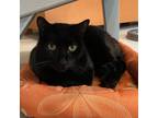 Adopt Sammy a All Black Domestic Shorthair / Mixed cat in Oyster Bay