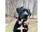 Adopt Morgan a Black - with White Labrador Retriever / Terrier (Unknown Type