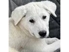 Adopt Felicity a White - with Tan, Yellow or Fawn Great Pyrenees / Mixed dog in