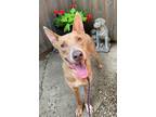 Adopt Geary a Tan/Yellow/Fawn Mixed Breed (Large) / Mixed dog in Homewood