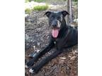 Adopt KONA a Black - with White Labrador Retriever / Border Collie / Mixed dog